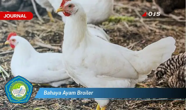 bahaya ayam broiler bahaya ayam broiler