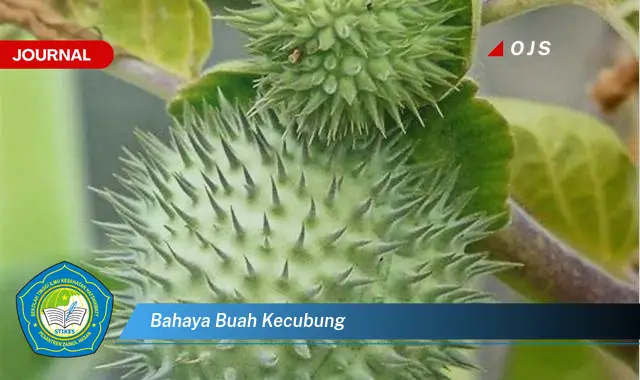 bahaya buah kecubung bahaya buah kecubung