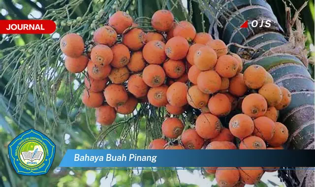 bahaya buah pinang