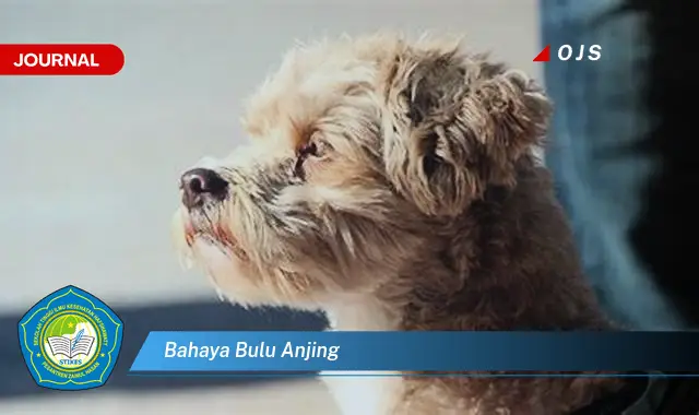 bahaya bulu anjing