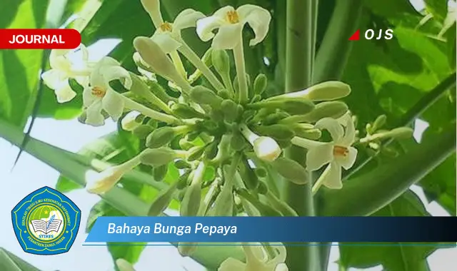 bahaya bunga pepaya