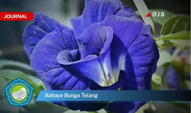 bahaya bunga telang bahaya bunga telang