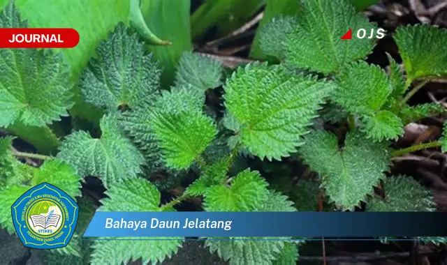 bahaya daun jelatang