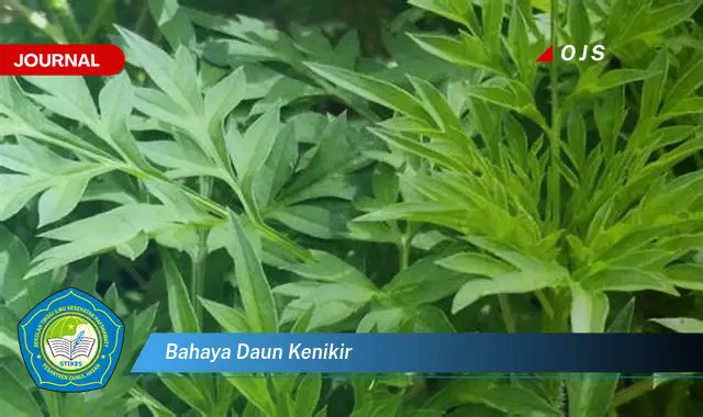 bahaya daun kenikir