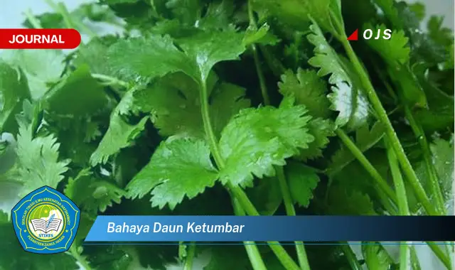 bahaya daun ketumbar