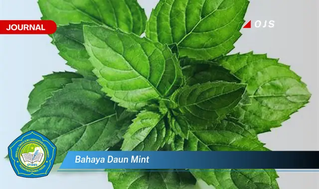 bahaya daun mint