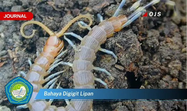 bahaya digigit lipan