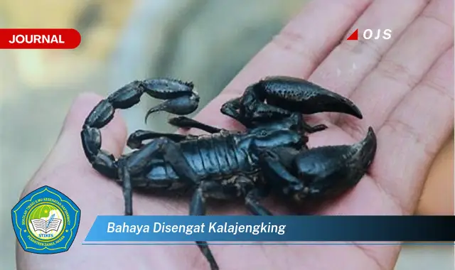 bahaya disengat kalajengking