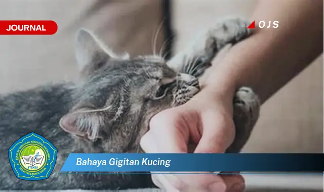 bahaya gigitan kucing