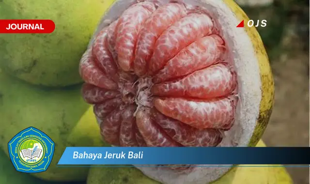 bahaya jeruk bali bahaya jeruk bali