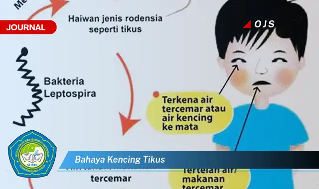 bahaya kencing tikus bahaya kencing tikus