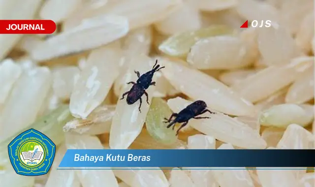 bahaya kutu beras