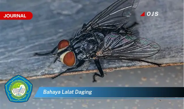 bahaya lalat daging