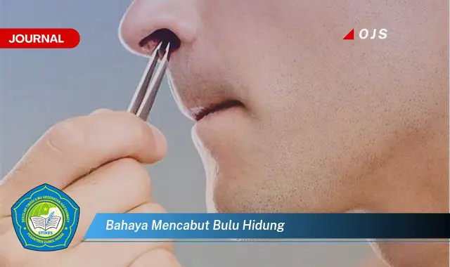 bahaya mencabut bulu hidung