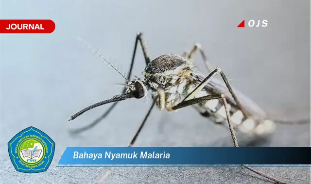 bahaya nyamuk malaria