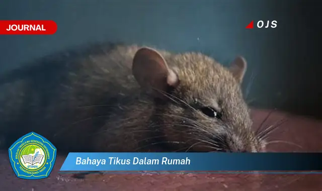 bahaya tikus dalam rumah