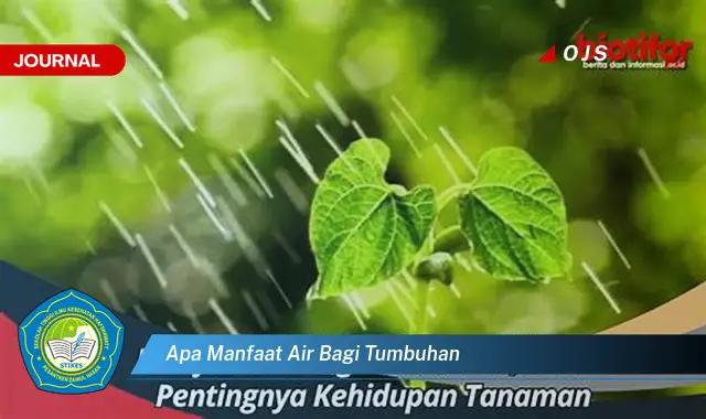 apa manfaat air bagi tumbuhan