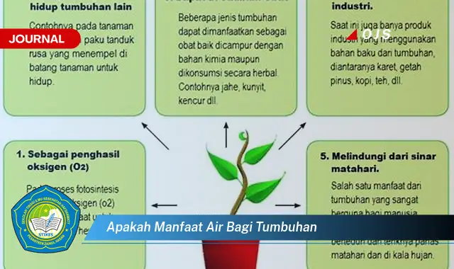 apakah manfaat air bagi tumbuhan