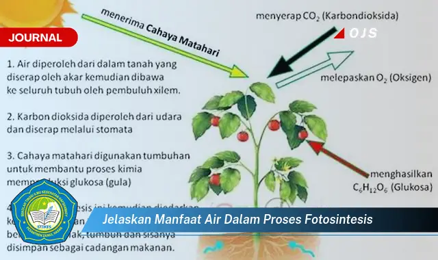 jelaskan manfaat air dalam proses fotosintesis