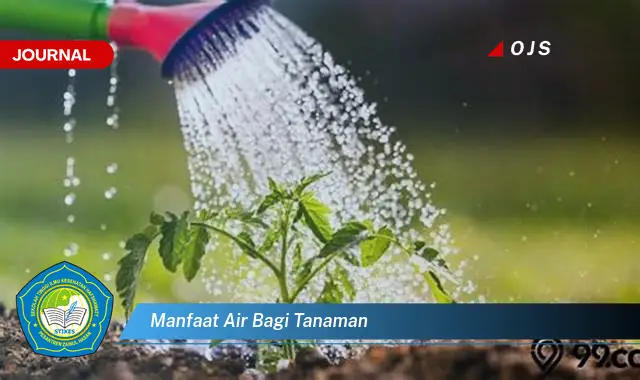 manfaat air bagi tanaman