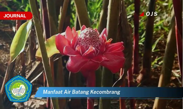 manfaat air batang kecombrang