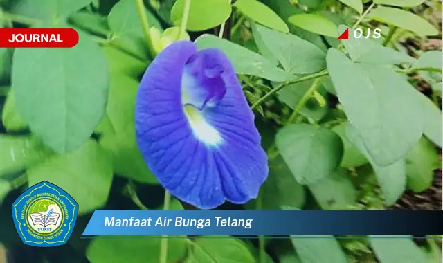 Intip 6 Manfaat Air Bunga Telang yang Wajib Kamu Tahu - E-Journal