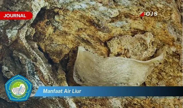 manfaat air liur manfaat air liur