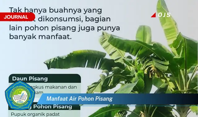 manfaat air pohon pisang