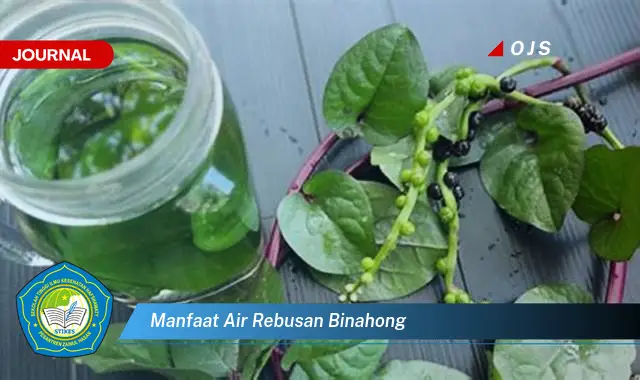 manfaat air rebusan binahong