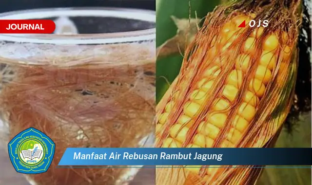 manfaat air rebusan rambut jagung