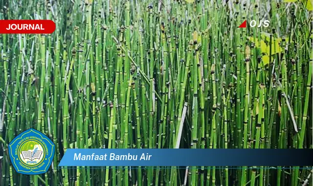 manfaat bambu air