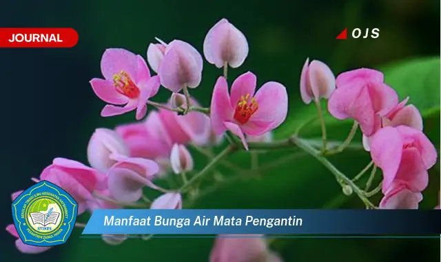 manfaat bunga air mata pengantin