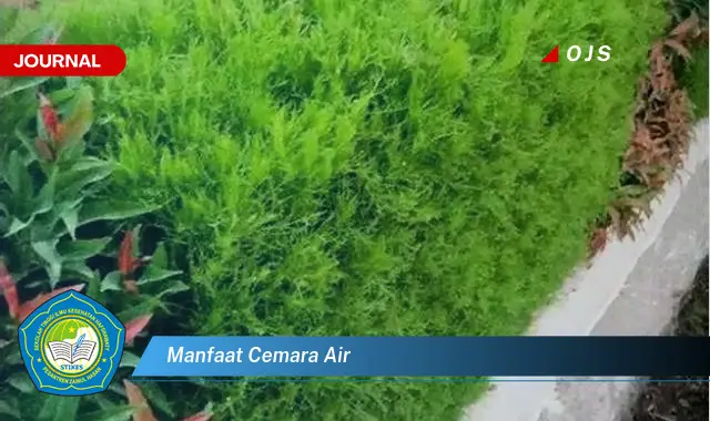 manfaat cemara air