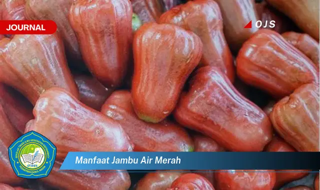 manfaat jambu air merah manfaat jambu air merah