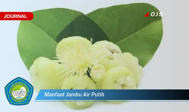 manfaat jambu air putih