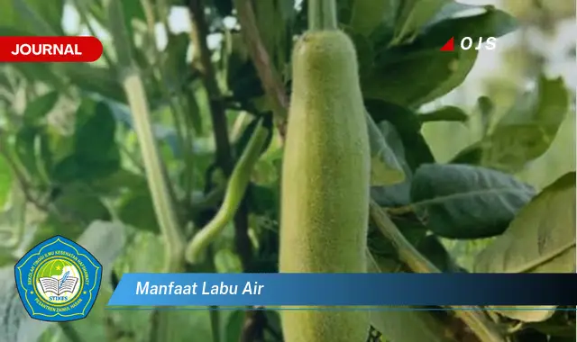 manfaat labu air