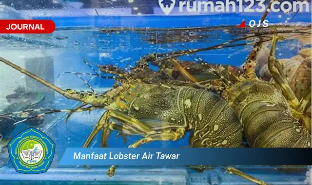 manfaat lobster air tawar