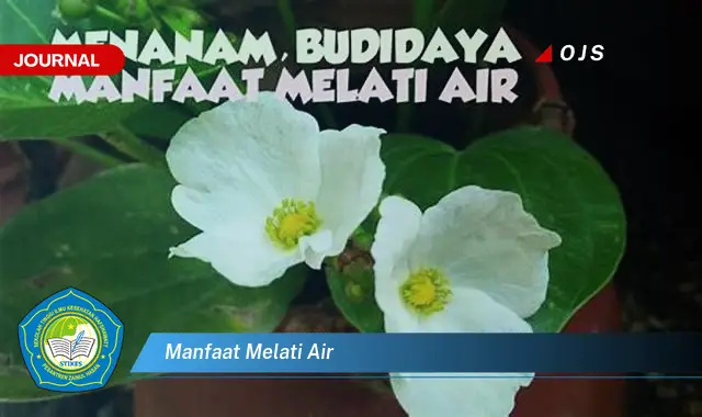 manfaat melati air