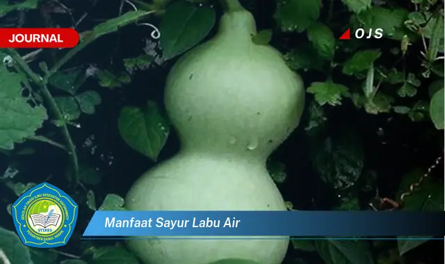 manfaat sayur labu air