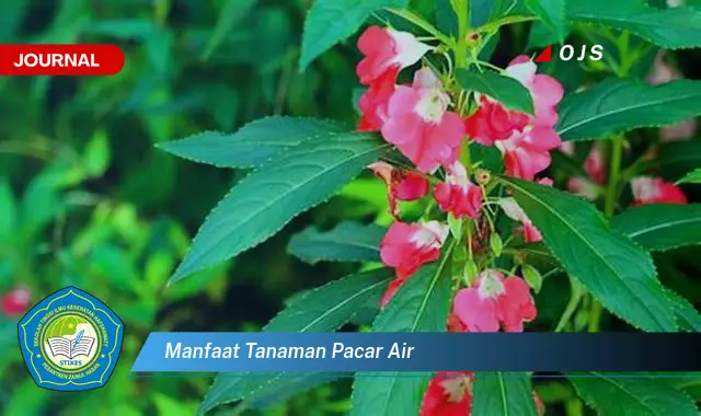 manfaat tanaman pacar air