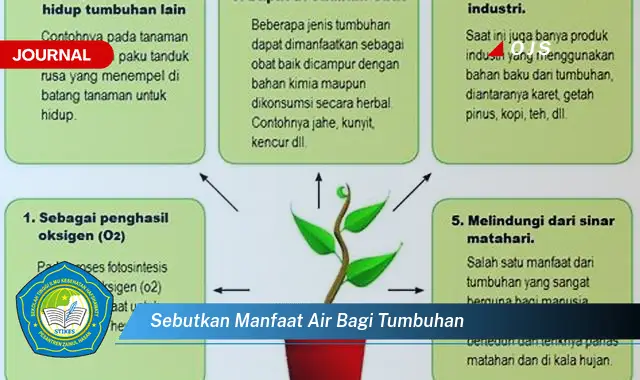 sebutkan manfaat air bagi tumbuhan