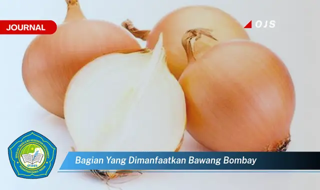 bagian yang dimanfaatkan bawang bombay bagian yang dimanfaatkan bawang bombay