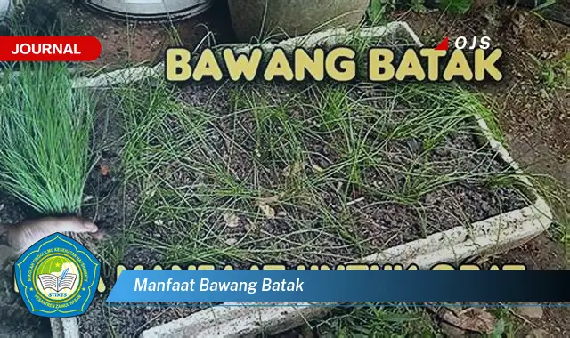 manfaat bawang batak