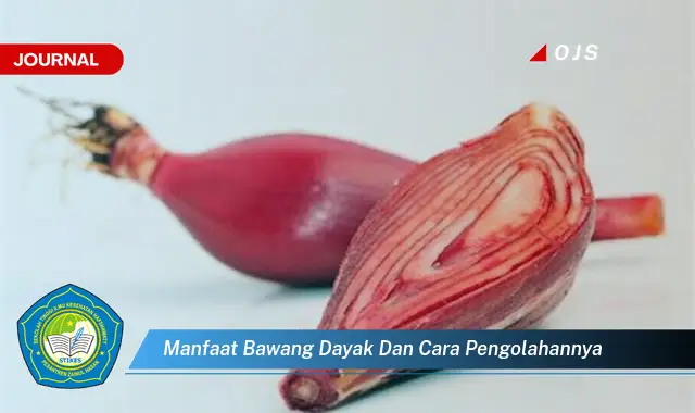 manfaat bawang dayak dan cara pengolahannya