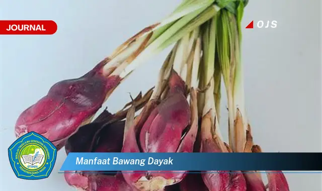 manfaat bawang dayak manfaat bawang dayak