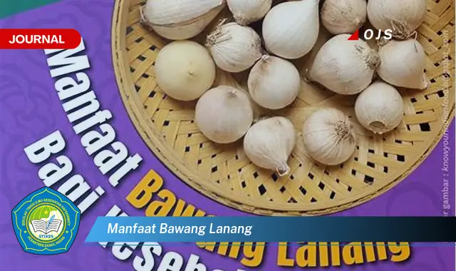 manfaat bawang lanang