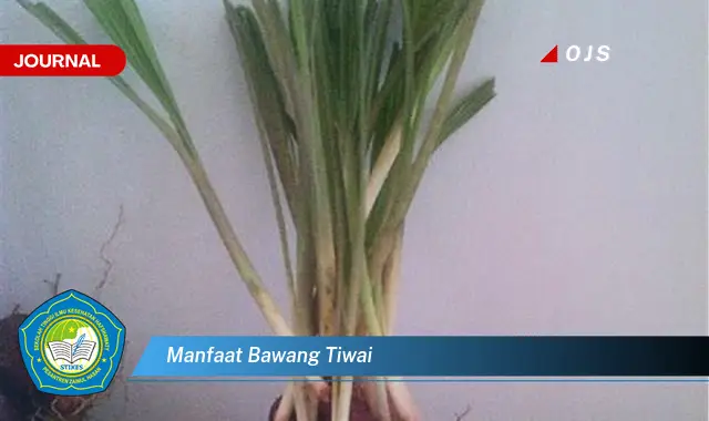 manfaat bawang tiwai manfaat bawang tiwai