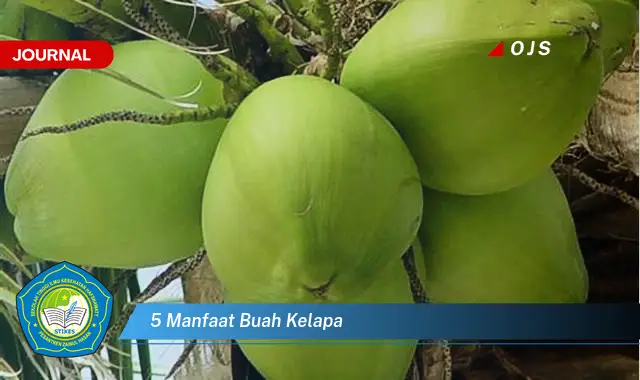 5 manfaat buah kelapa