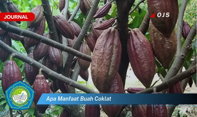 apa manfaat buah coklat