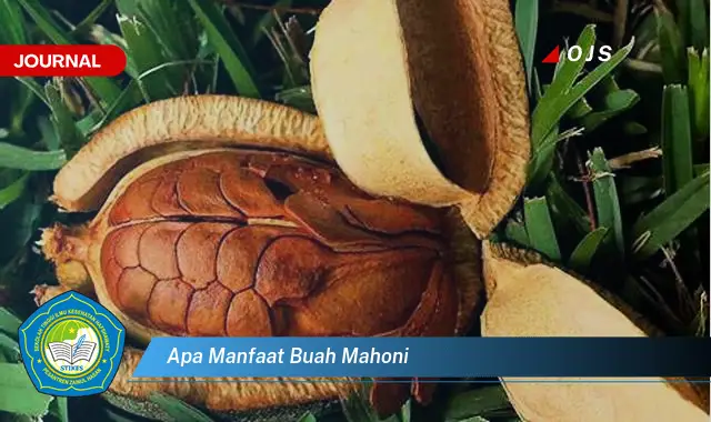 apa manfaat buah mahoni apa manfaat buah mahoni